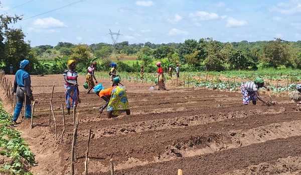 Femmes préparant des planches maraîchères dans la région du Poro